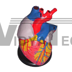 ANATOMICAL HUMAN HEART MODEL